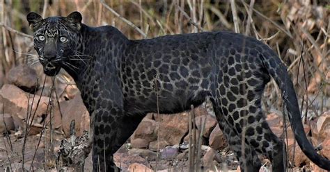 where are leopards found